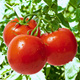 Pomidor gruntowy karłowy Saint Pierre 1g