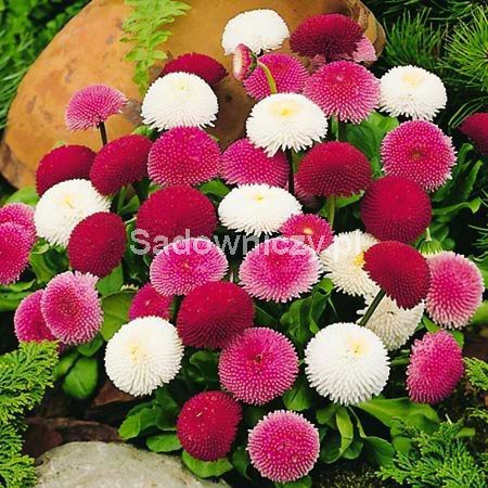 Stokrotka pomponowa mieszanka 0,1g Plantico