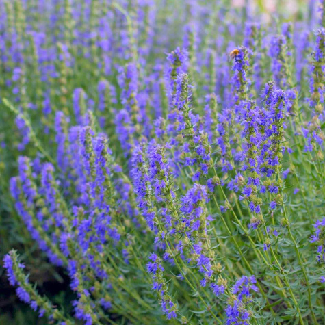 Hyzop lekarski Józefek Miododajny i Leczniczy (C2)