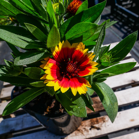 Gailardia oścista Guapa Flamenco Bicolour (C2)