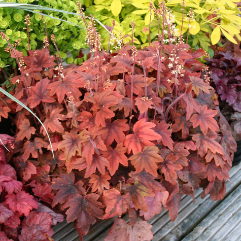 Żuraweczka Sweet Tea (C2)