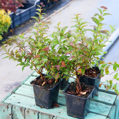 Tawuła japońska 'Zigeunerblut' (P9)