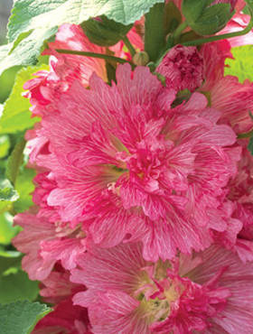 Malwa różowa Spring Celebrities Carmine Rose