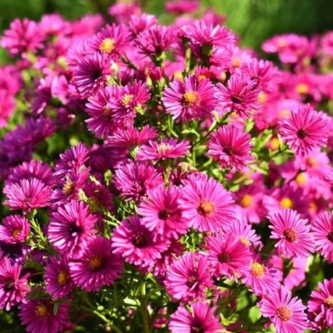 Aster krzaczasty Jenny różowy (C2)