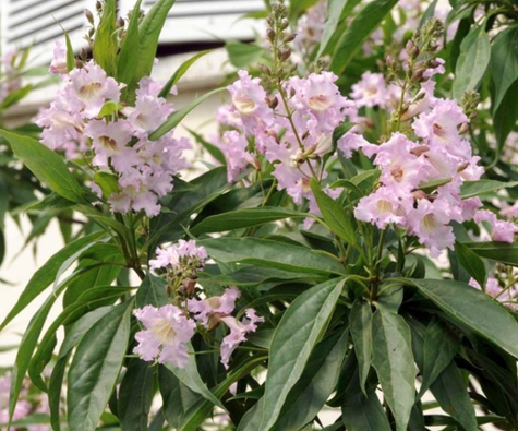 Katalpa Surmia szczepiona na pniu Hitalpa Drzewo Cygarowe (Pa 200)