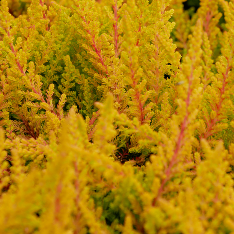 Wrzos pospolity Złoty pączkowy