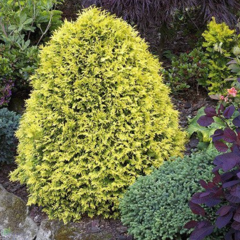 Thuja Tuja Żywotnik zachodni Sunkist (C2)