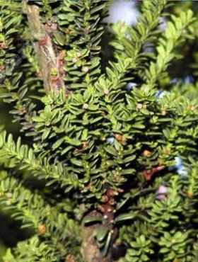 Cis pospolity 'Amersfoort'