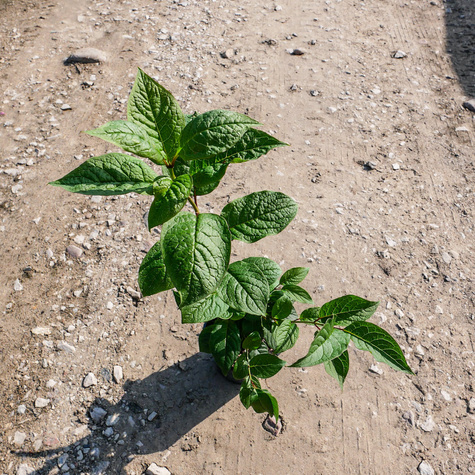 Lilak zwisłokwiatowy zwisający (C2)