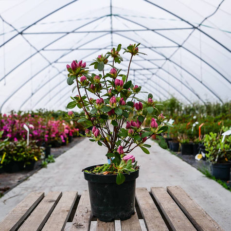 Azalia japońska Kristin