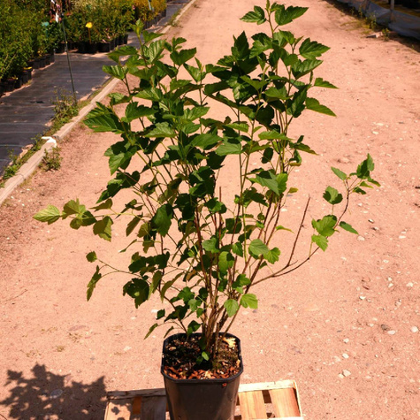 Pęcherznica kalinolistna (C2)