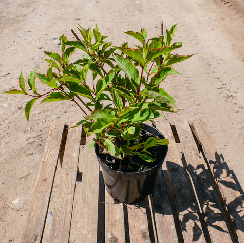 Krzewuszka cudowna Sunny Princess (C2)