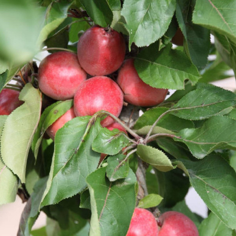 Jabłoń kolumnowa Promyk Słońca Sun Light w typie Red Cap Plant Pack