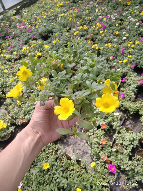 Portulaka zwisająca żółta