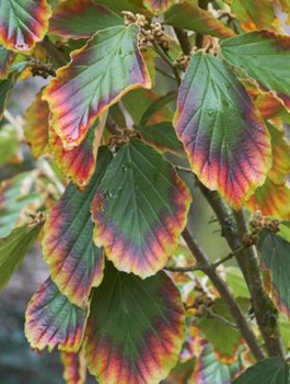 Oczar pośredni Arnold Promise (C2)