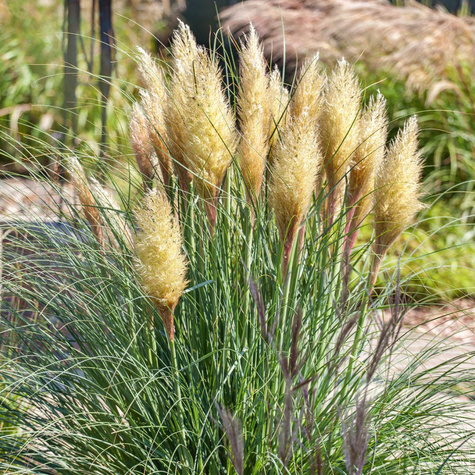 Trawa pampasowa Evita (C2)