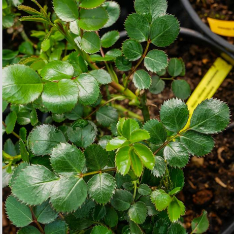 Róża krzaczasta Parade® Radmila (C2)