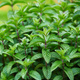 Mięta pieprzowa angielska Garden Mint (C2)