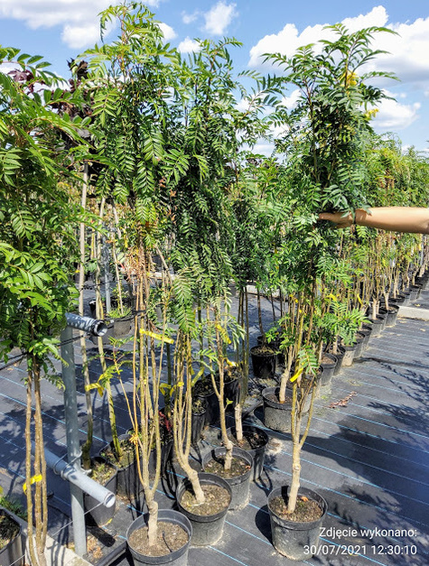 Jarząb kolumnowy H-200/300cm