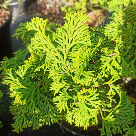 Cyprysik tępołuskowy Suirova-Hiba