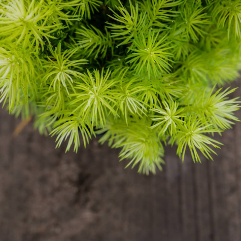 Świerk biały Daisy White