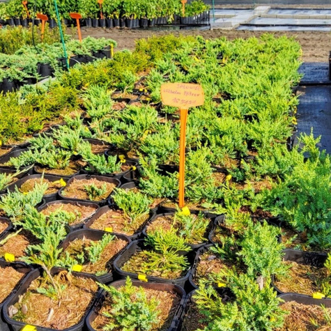 Jałowiec pośredni Wilhelm Pfitzer