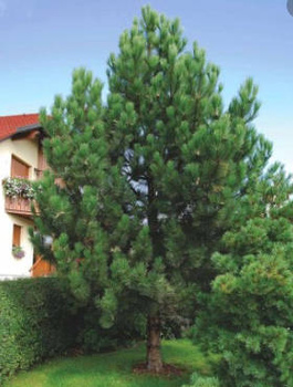 Sosna czarna