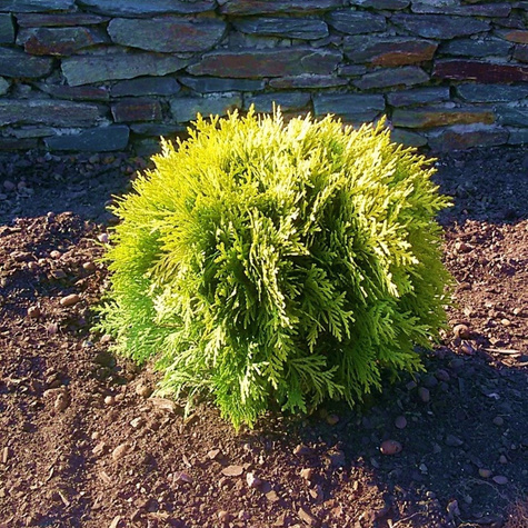 Thuja Tuja Żywotnik zachodni Miriam