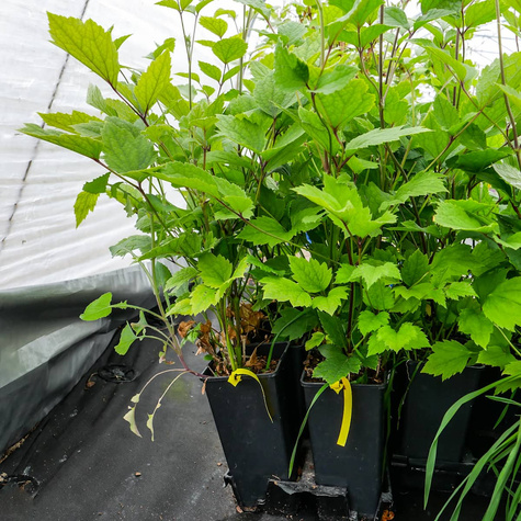 Powojnik Clematis barszczolistny rurkowaty Cassandra