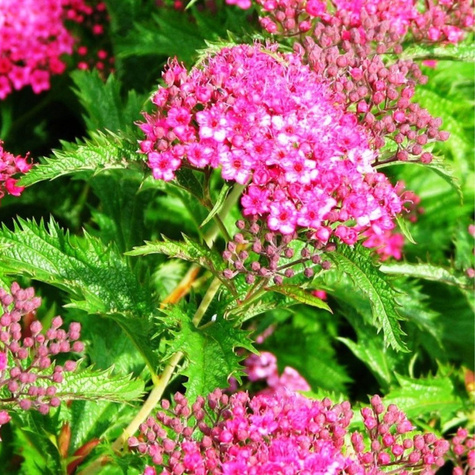 Tawuła japońska Sonia (P9)