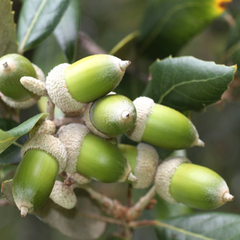 Dąb ostrolistny (C2)