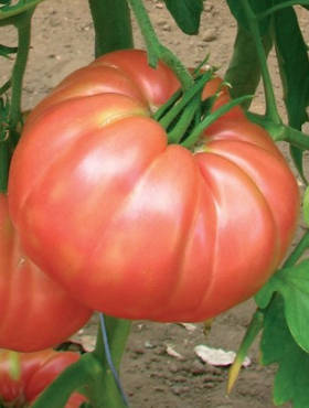 Pomidor gruntowy wysoki Malinowy Buffalosteak F1 10szt