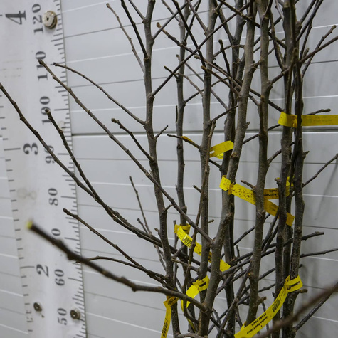 Jabłoń Red Prince Plant Pack