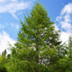 Modrzew japoński Larix kaempferi P9