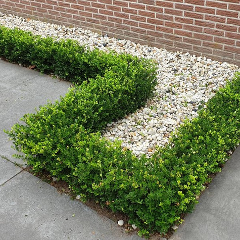 Ostrokrzew bukszpanowy karbowanolistny 'Green Hedge' (C2)