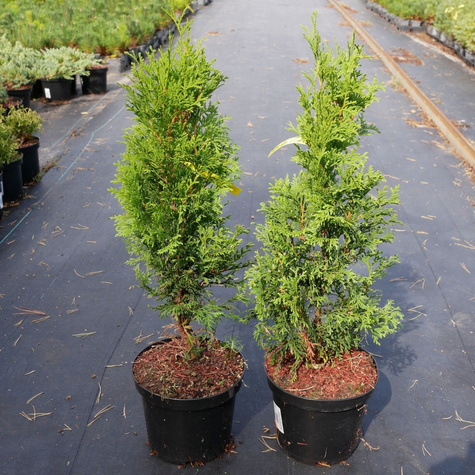Thuja Tuja Żywotnik zachodni Brabant C2