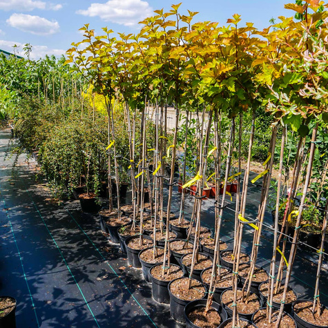 Pęcherznica kalinolistna Magic Ball Pa100