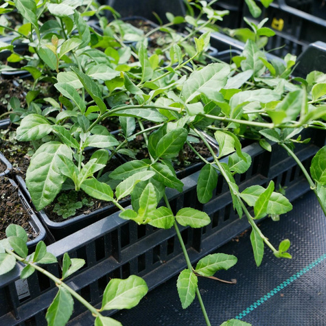 Trzmielina Fortune'a Coloratus (P9)