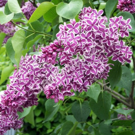 Lilak pospolity Sensation (H150/200 obw6/8)