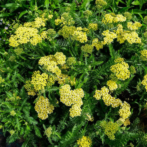 Krwawnik pospolity Desert Eve Yellow (C2)