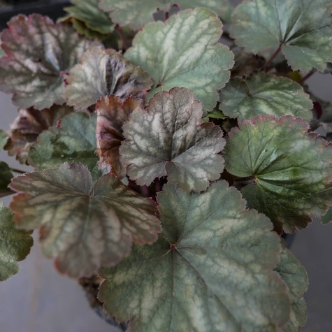 Żurawka ogrodowa Frosted Olive (C2)