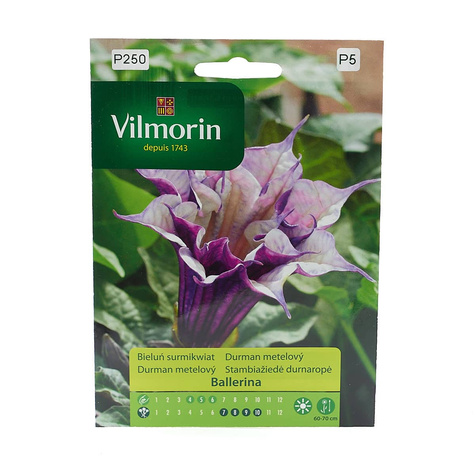 Bieluń Surmikwiat Datura Ballerina 5szt