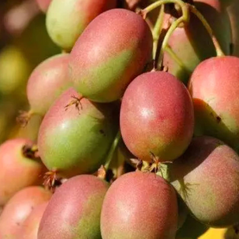 MINI KIWI Aktinidia "Domino" żeńska