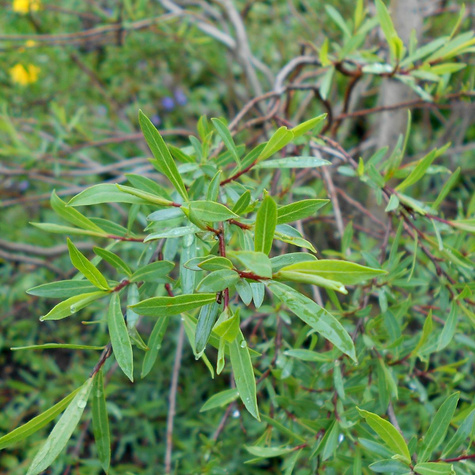 Sztobry Wierzby purpurowej nana płożącej 10szt.