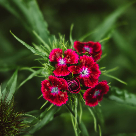 Goździk brodaty Nigrescens (P9)