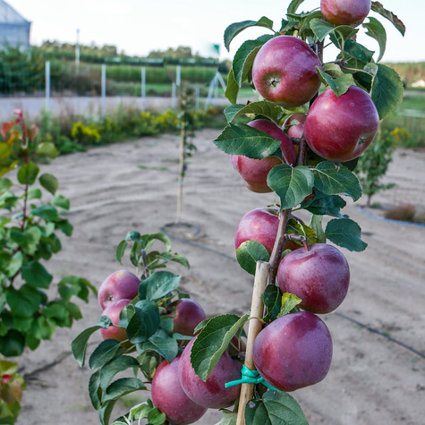 Jabłoń Liberty Parchoodporna Plant Pack