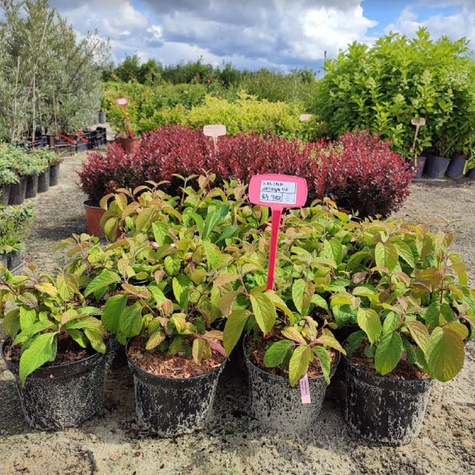 Kalina japońska Watanabe (C2)