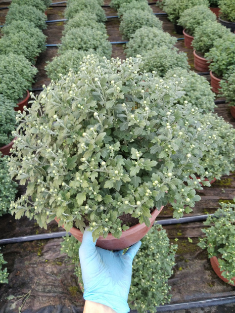 Chryzantema drobnokwiatowa jasno różowa DUŻA DONICA