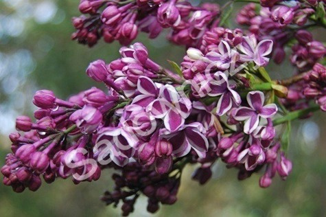 Lilak pospolity Sensation (H150/200 obw6/8)