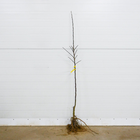 Jabłoń Arive parchoodporna Plant Pack